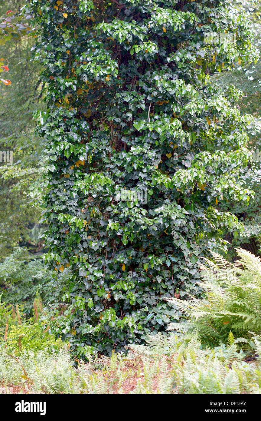 Viejo roble troncos de árboles cubiertos de hiedra Hedera helix Foto de stock