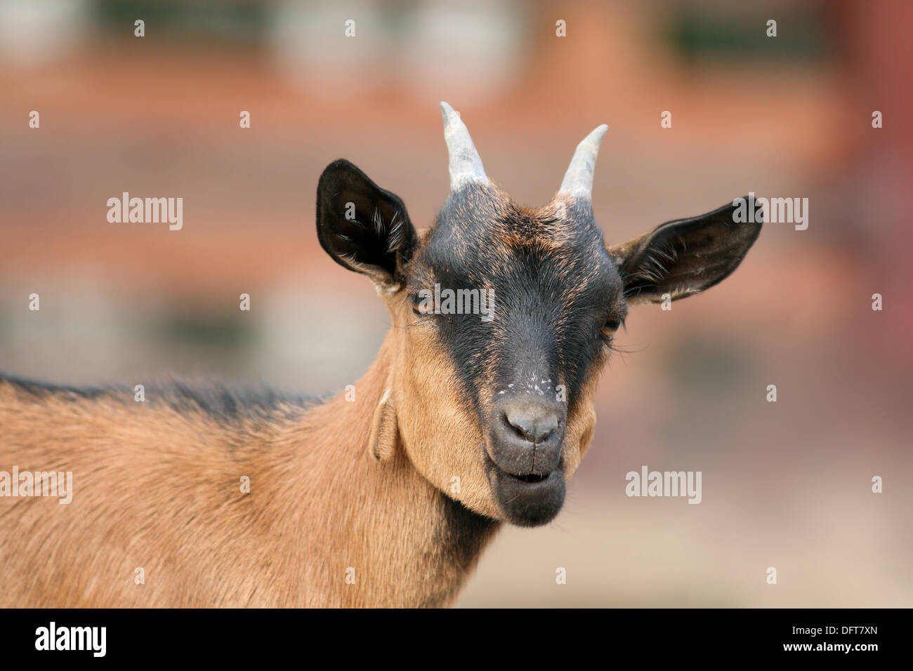 Gracioso retrato de cabra marrón mirando hacia la cámara Foto de stock