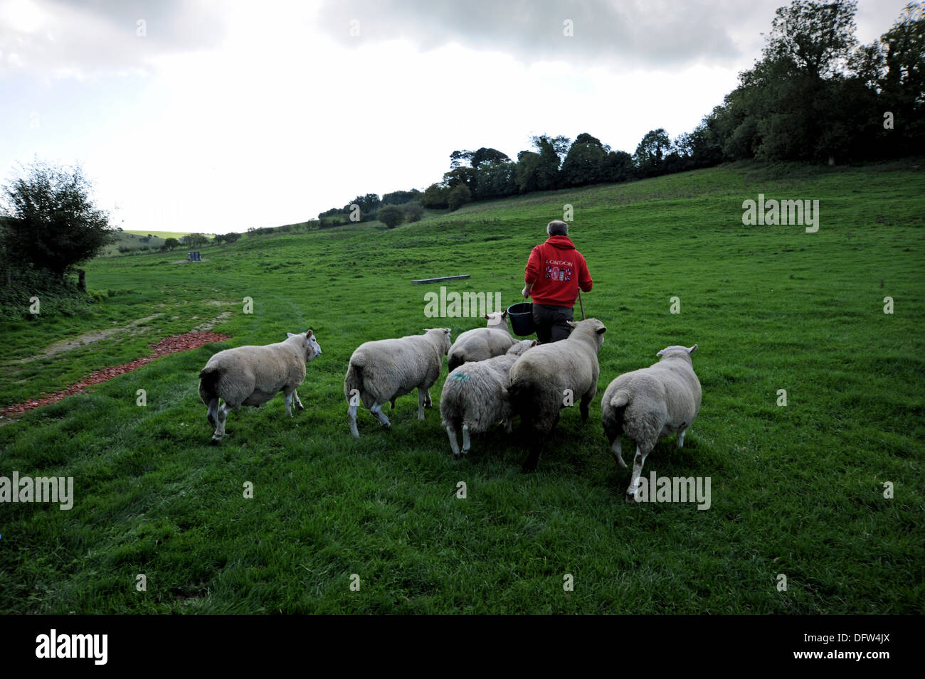 La cría de ovejas en la familia Saddlescombe cerca de la granja de los Diablos Dyke Brighton UK Foto de stock
