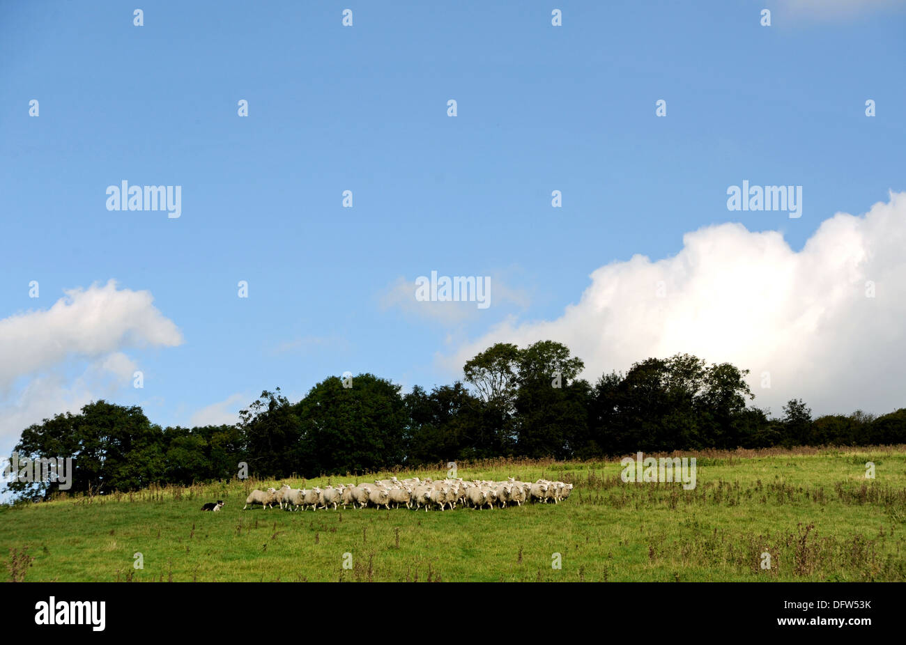 Rebaño de ovejas pastando con ovejero en el campo a la granja Saddlescombe Devils Dyke Brighton UK Foto de stock