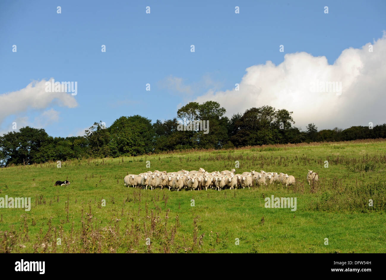 Rebaño de ovejas pastando con ovejero en el campo a la granja Saddlescombe Devils Dyke Brighton UK Foto de stock