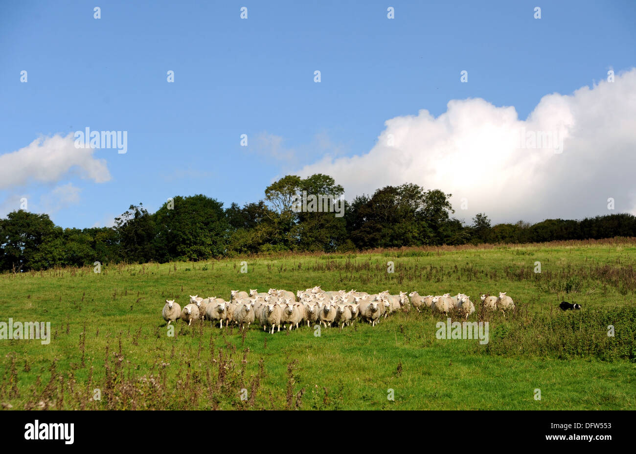 Rebaño de ovejas pastando en el campo a la granja Saddlescombe Devils Dyke Brighton UK Foto de stock