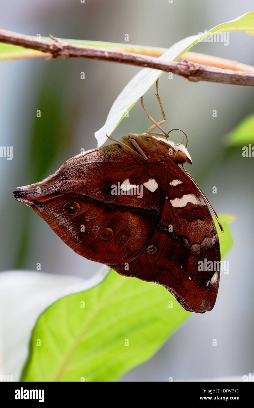 Hoja de Otoño Mariposa bisaltide Doleschallia colgadas bajo leaf Foto de stock