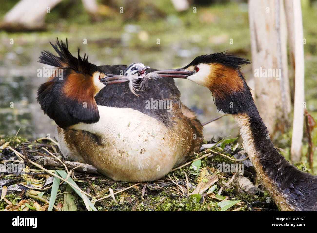 Somormujo Lavanco (Podiceps cristatus) par alimentar pequeñas plumas para el polluelo Foto de stock