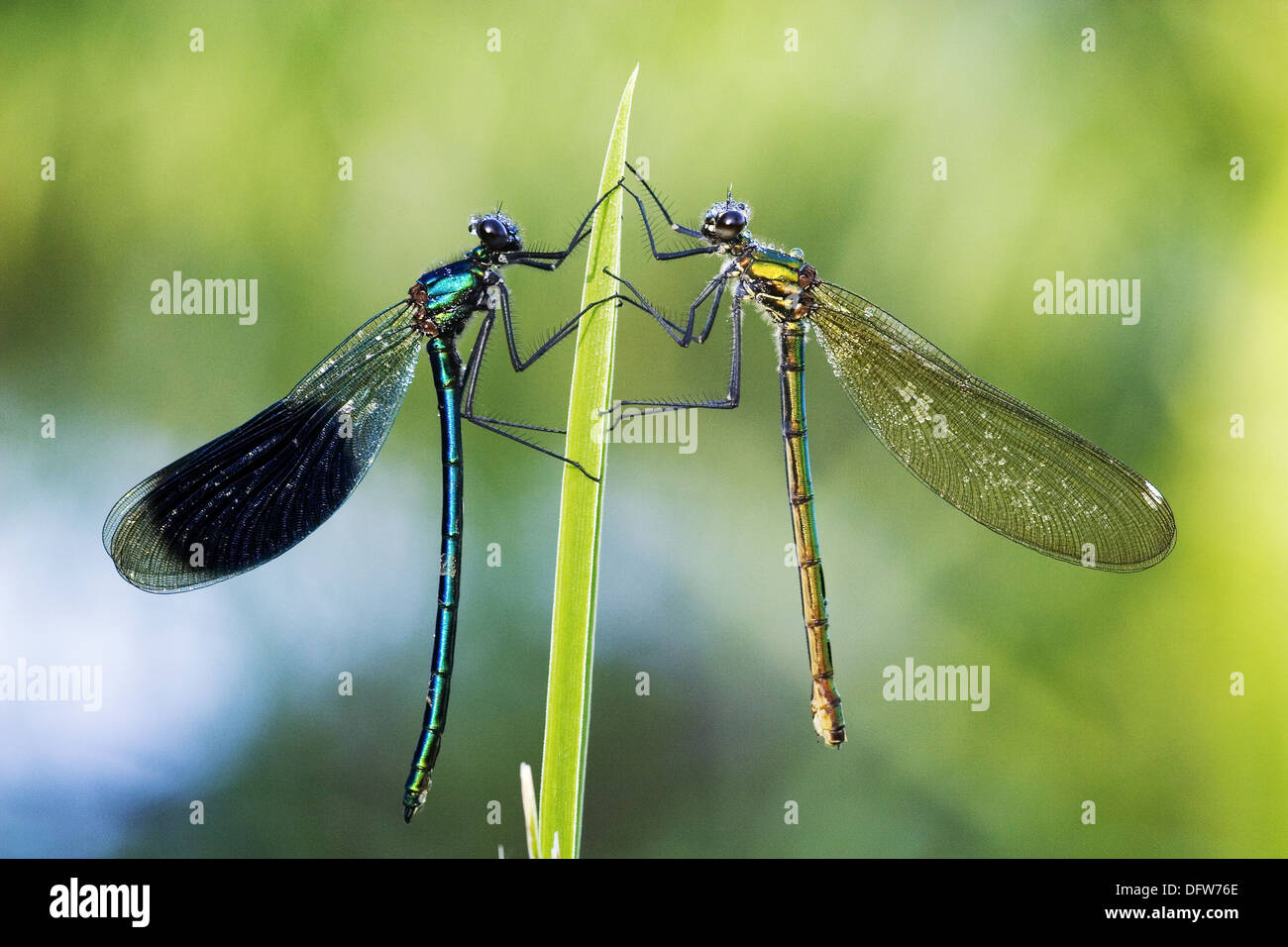 Bandas (Demoisells Calopteryx splendens) par de planta en el rocío matinal. Foto de stock