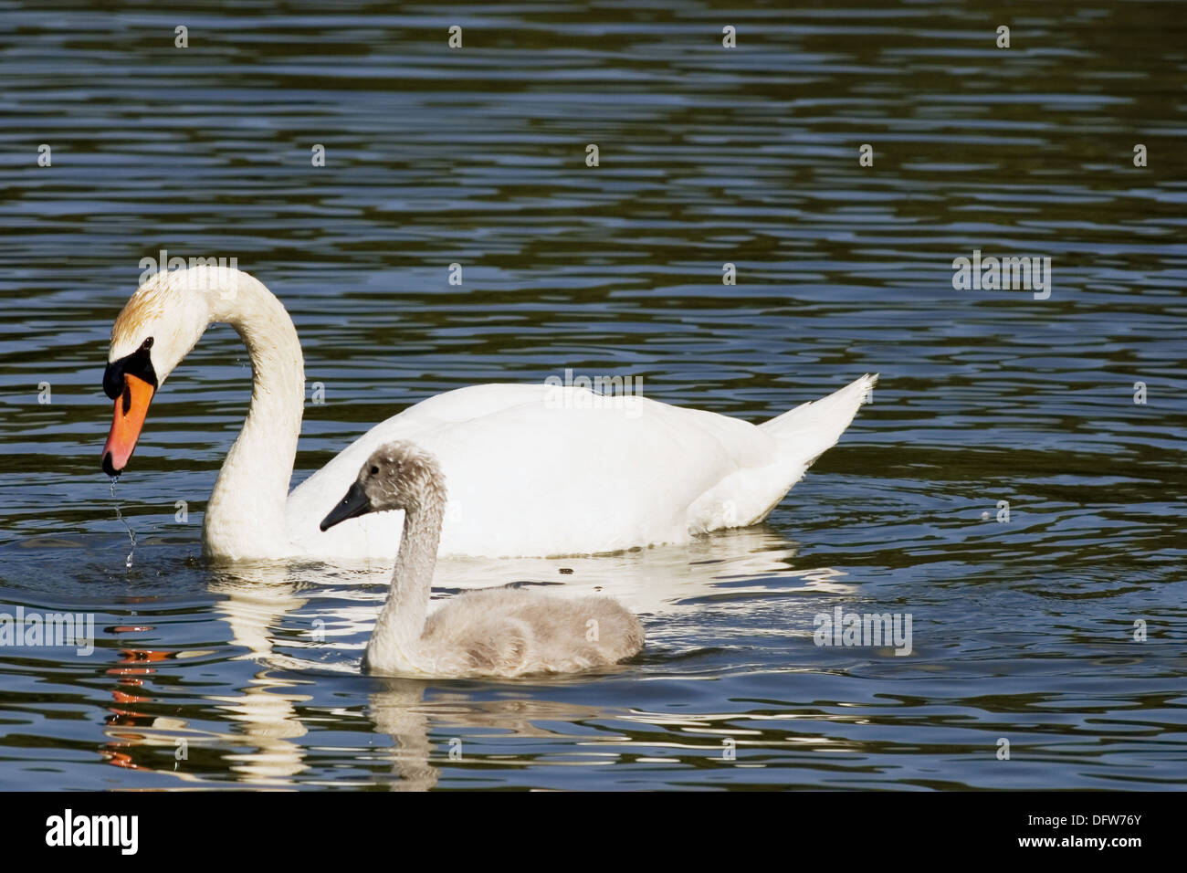 Adulto Cisne (Cygnus olor) que alimentan con sus garbanzos en un lago Foto de stock
