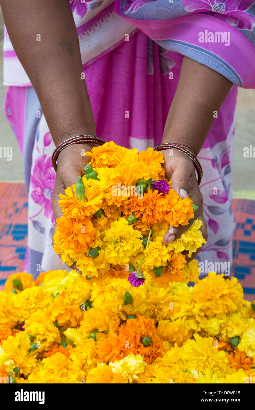 Indian womans manos recogiendo flores de caléndula para hacer guirnaldas de flores. En Andhra Pradesh, India Foto de stock