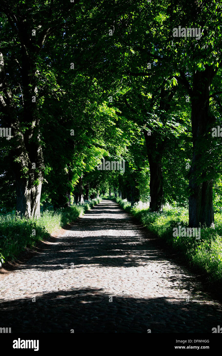 La avenida de árboles con pavimento de adoquines, cerca de Binz, isla de Ruegen, Mar Báltico, Mecklemburgo-Pomerania Occidental, Alemania Foto de stock