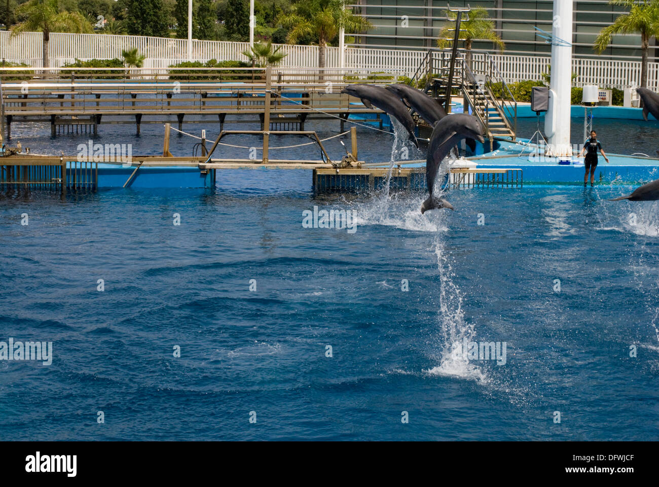 Los delfines mulares en el L'Oceanografic en la ciudad de Las Artes y las Ciencias en Valencia, España Foto de stock