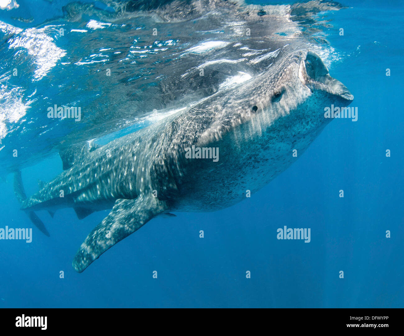 Alimentar a los tiburones ballena de la costa de la Isla Mujeres, México. Foto de stock