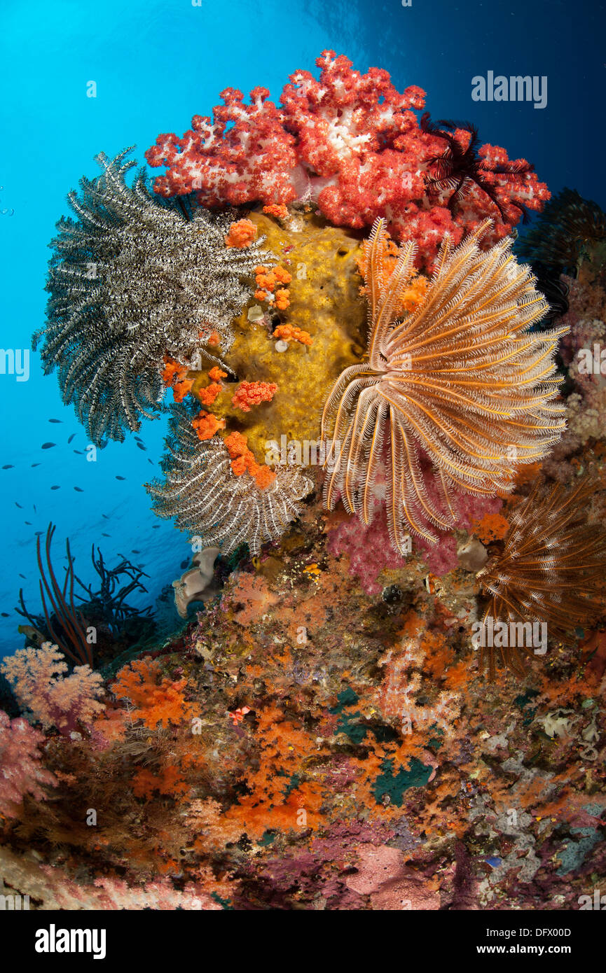 Coloridos crinoideos y corales blandos adornan un arrecife en Raja Ampat, Papua Occidental, Indonesia. Foto de stock