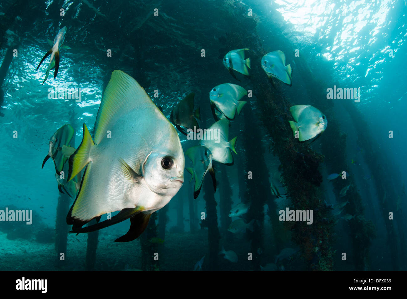 Golden spadefish (Platax boersii) reunir bajo Arborek Jetty, estrecho, Raja Ampat Dampier, Indonesia. Foto de stock