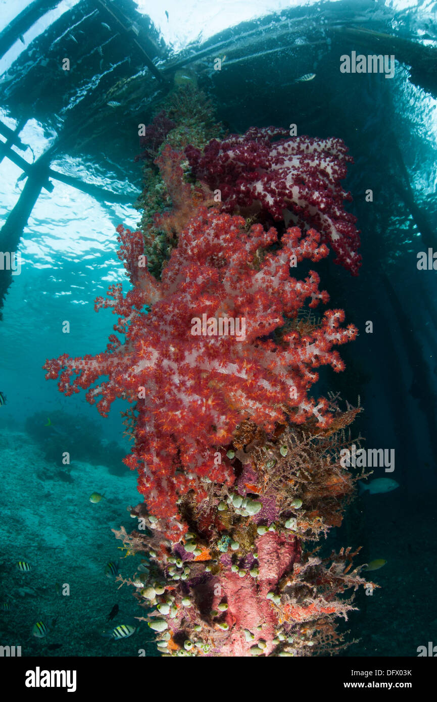 Corales blandos (Dendronephthya sp.) adornan las piernas de Arborek Jetty, estrecho, Raja Ampat Dampier, Indonesia. Foto de stock