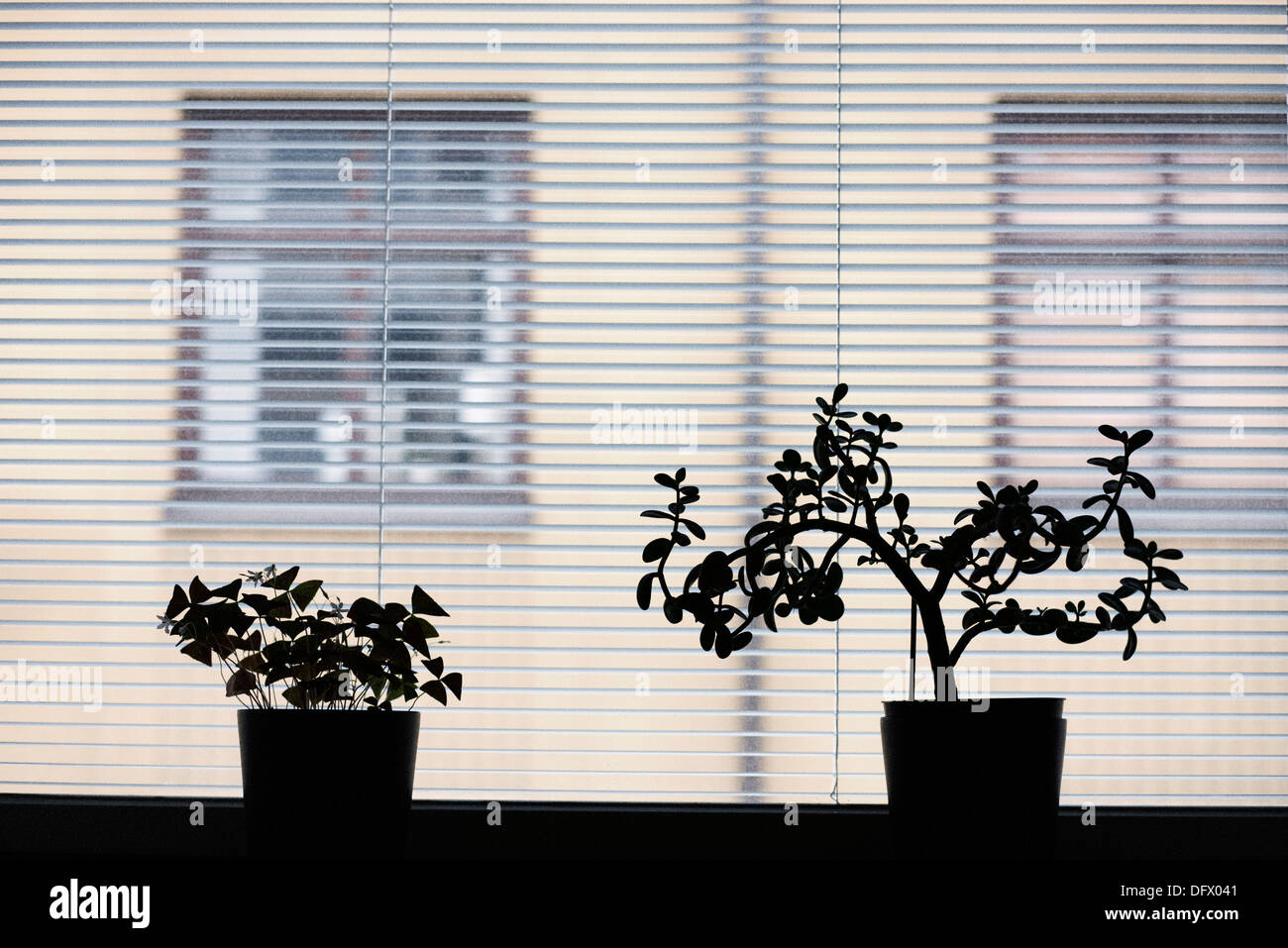 Silueta de dos plantas sobre el alféizar de la ventana Foto de stock