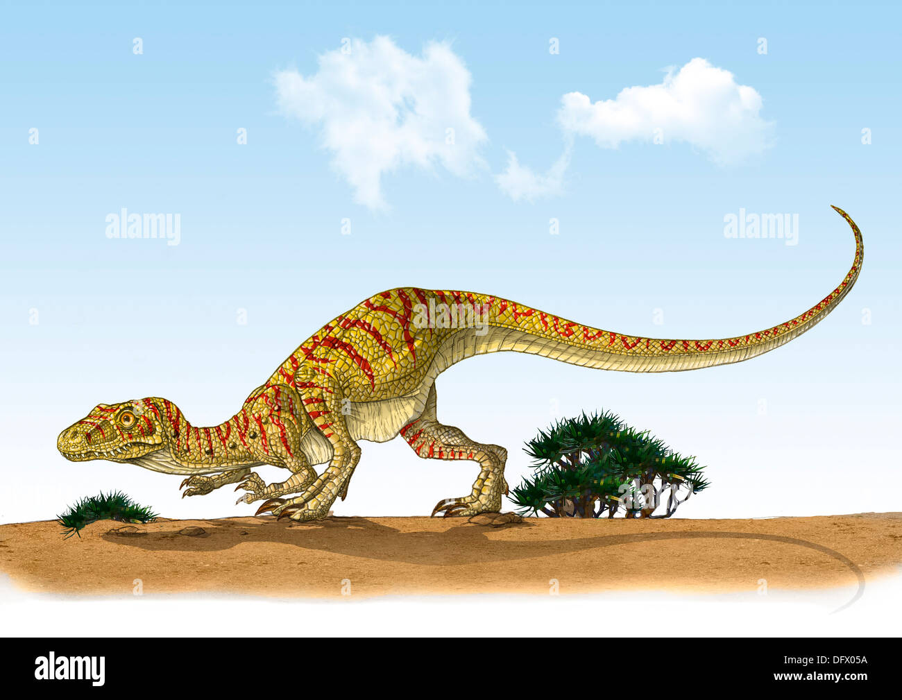 Eoraptor, uno de los primeros dinosaurios que vivieron durante finales del Período Triásico de la Era Mesozoica. Foto de stock