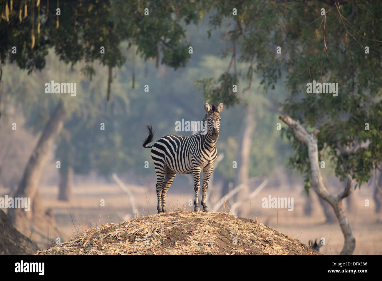 Llanuras cebra (Equus quagga) en la mirada hacia fuera en la parte superior de un termitero Foto de stock