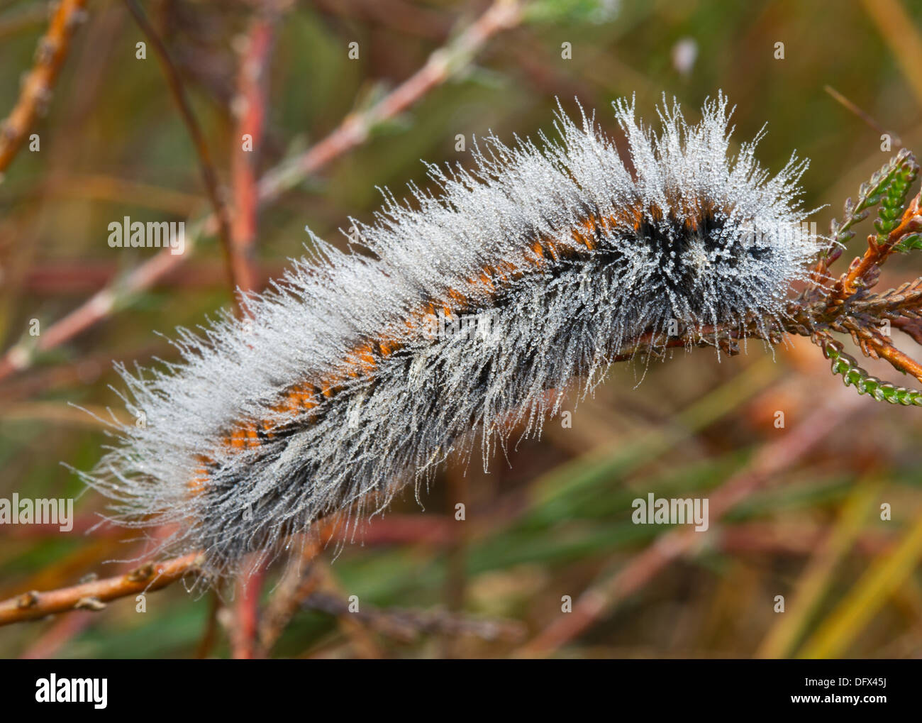 Caterpillar de Fox moth cubiertos con gotas de rocío en heather Foto de stock