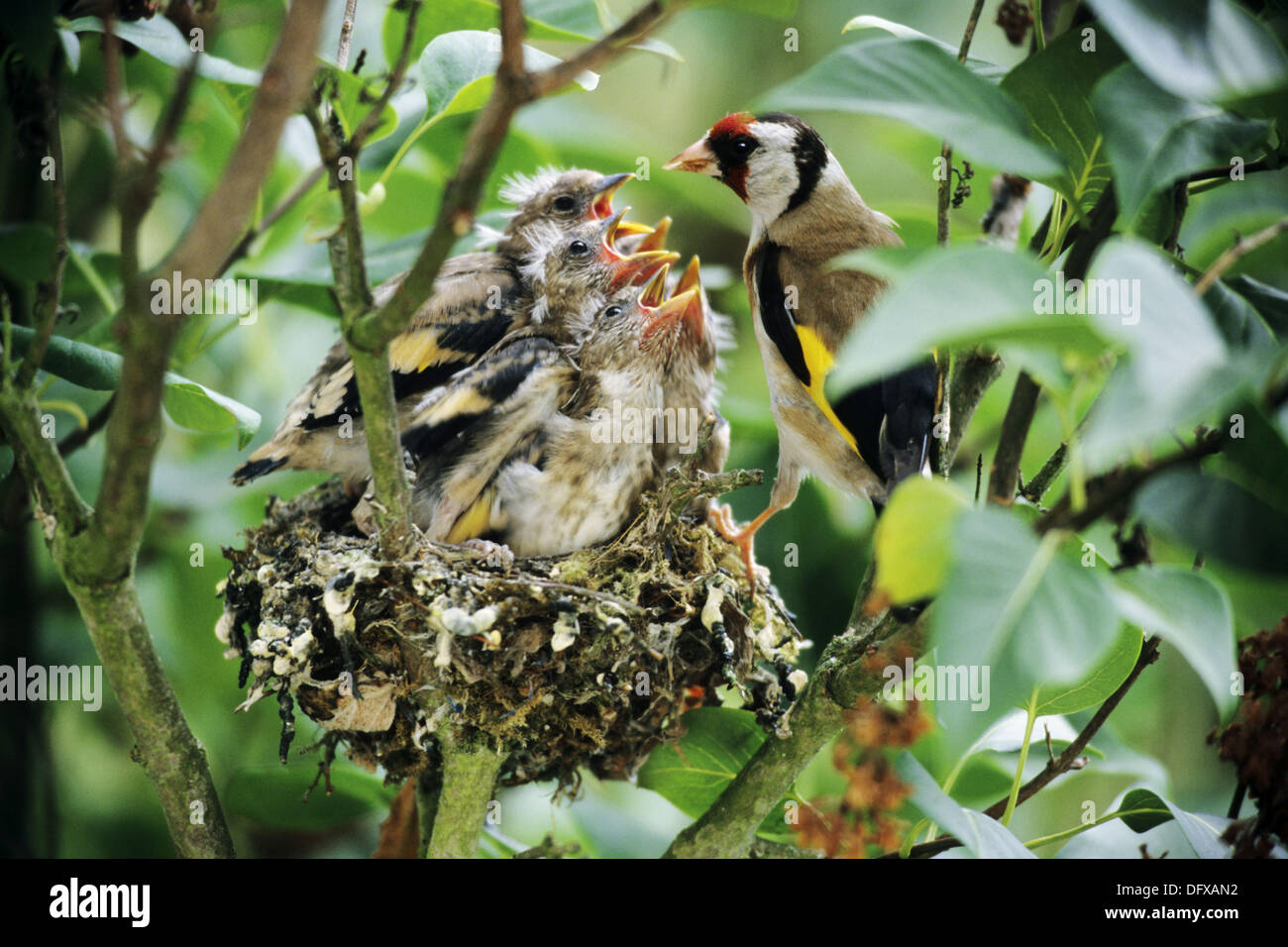 Jilguero (Carduelis carduelis) alimenta a sus cinco polluelos en el nido. Foto de stock