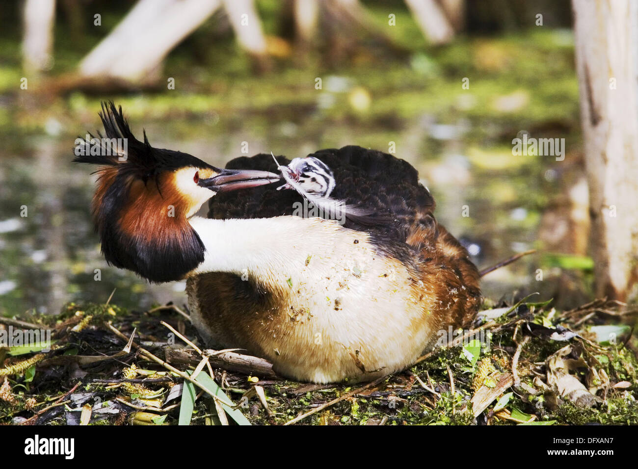 Somormujo Lavanco Podiceps cristatus adulto en el nido una pluma para alimentar su chick - Baviera / Alemania Foto de stock