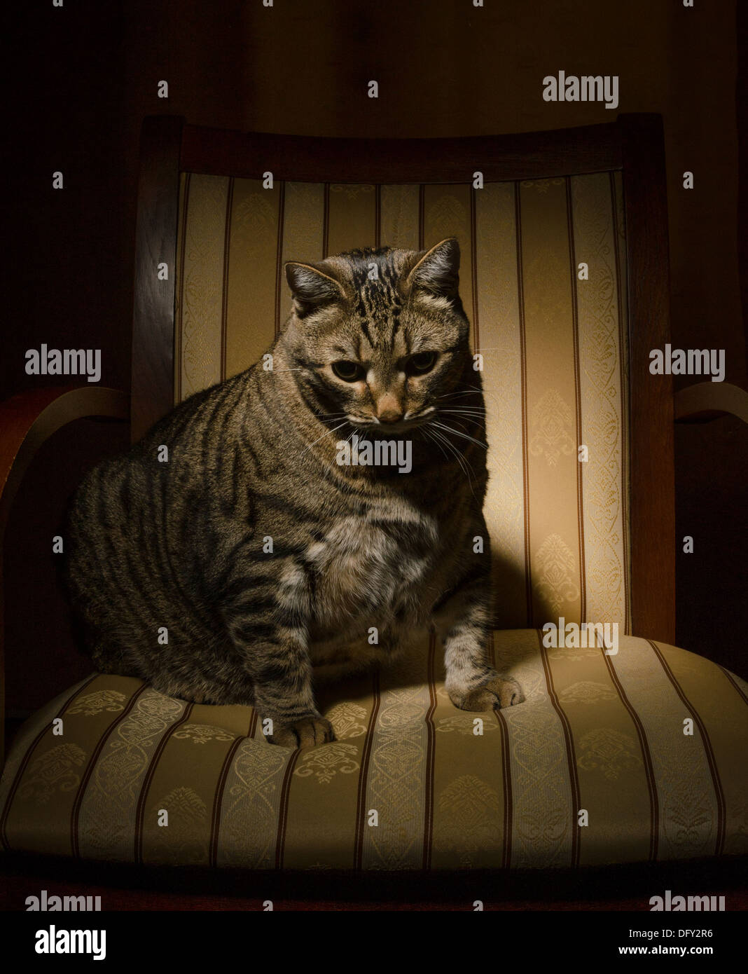 Gran gato gris sentado en una silla en una habitación oscura Foto de stock