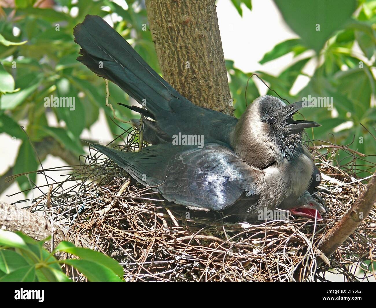 Nido de una casa cuervo Corvus Splendens con jóvenes Fotografía de