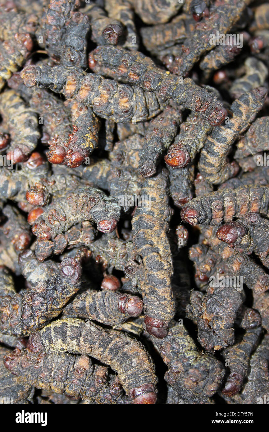 Seca los gusanos Mopane - una fuente importante de proteínas para muchos africanos Foto de stock