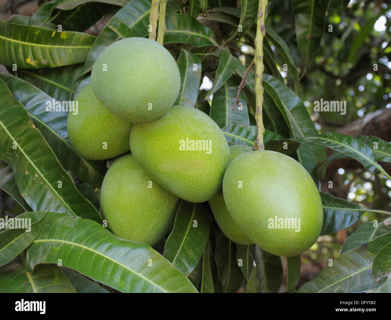 Alphonso mango, Mangifera indica L. Anacardiaceae. (Conocido como el