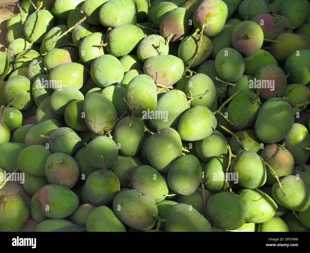 Materias Alphonso mango, Mangifera indica L, Anacardiaceae, Ratnagiri