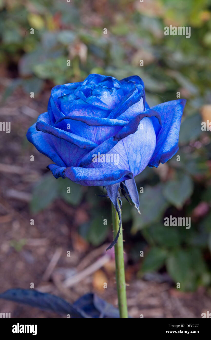 Rosa azul fotografías e imágenes de alta resolución - Alamy