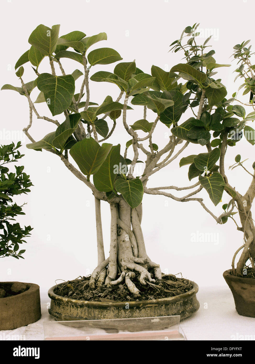 Planta Bonsai de Banyan Tree. Ficus Benghalensis.Banyan Tree. Familia Moraceae. Un gran árbol