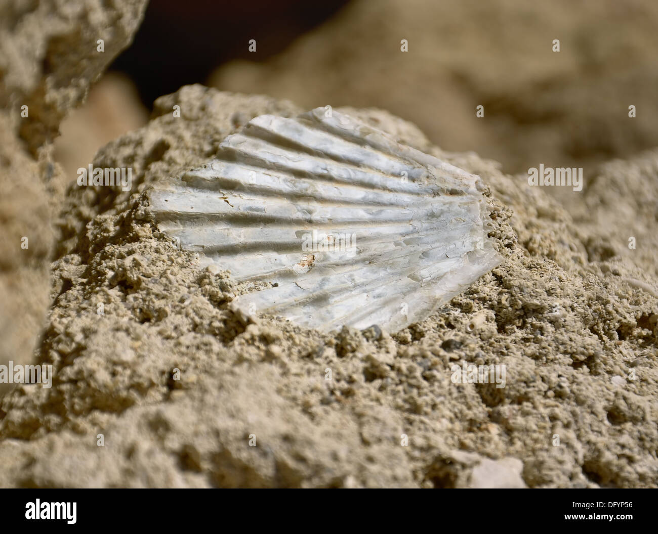 Fósiles de conchas marinas en la superficie de la roca Foto de stock