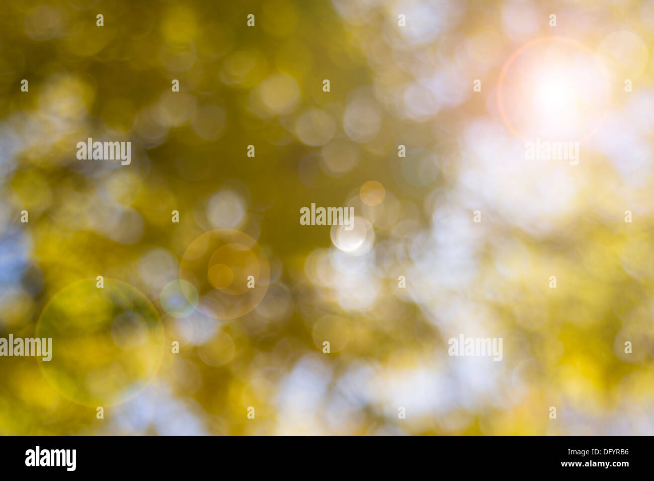 Caen las hojas de color amarillo contra la luz solar fondo difuminado con los brillos de la lente Foto de stock