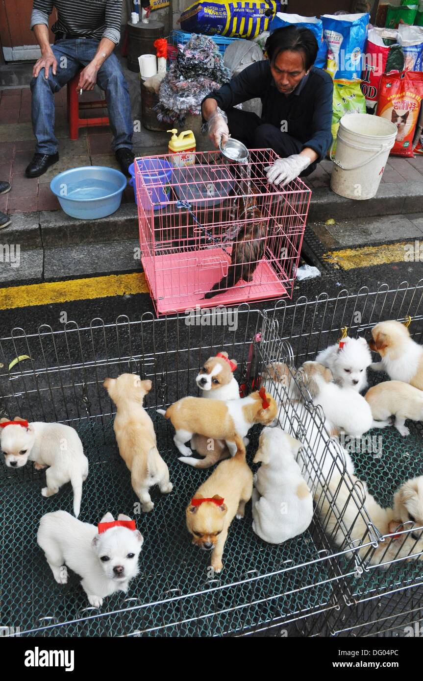 En Guangzhou (China): cachorros vendidos en el mercado de mascotas en el  barrio Changshoulu Fotografía de stock - Alamy