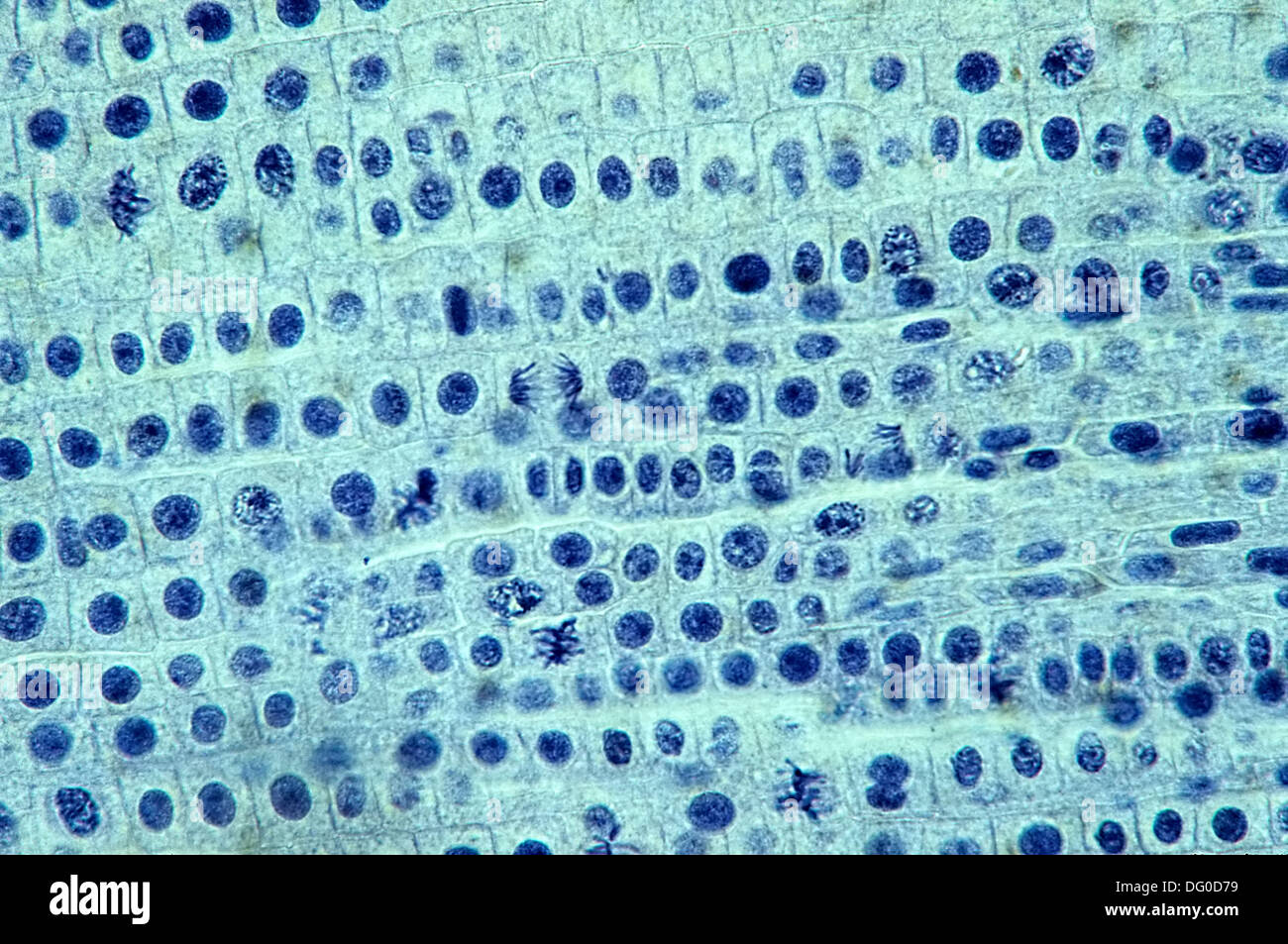 Mitosis De Cebolla Fotos e Imágenes de stock Alamy