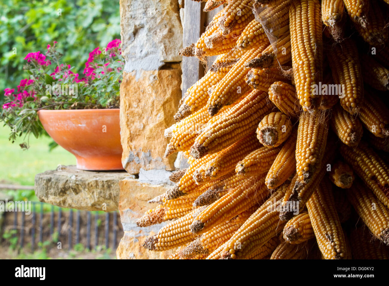 Montón de mazorcas de maíz secado en ambiente rural. Foto de stock