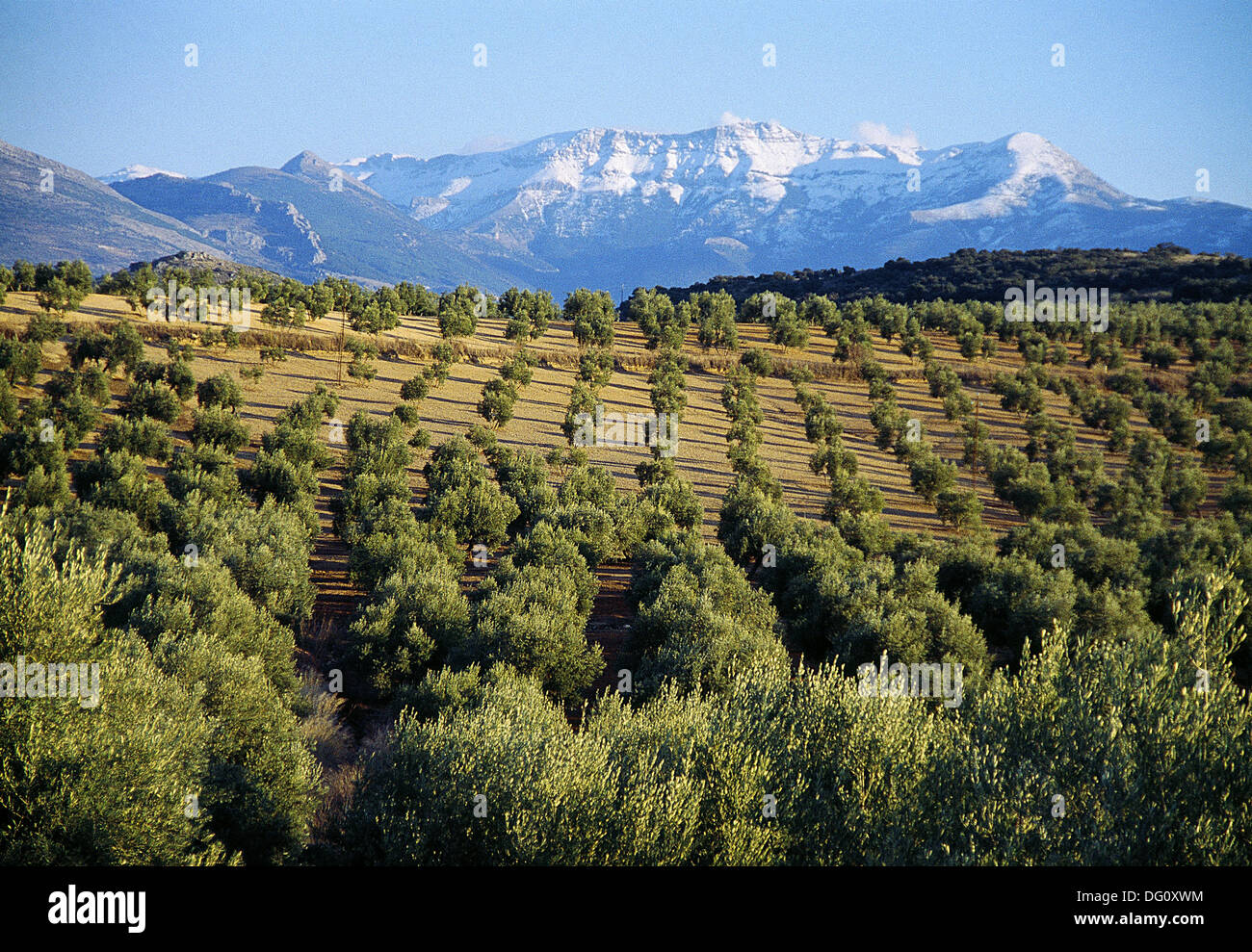 Foto de Olivares en Fuerte del Rey, Jaén