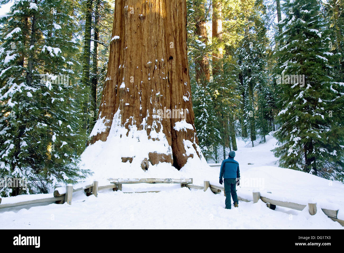 El General Sherman Tree, el organismo vivo más antiguo del mundo, con una anchura de 36 pies, en el Sequoia National Park, California Foto de stock