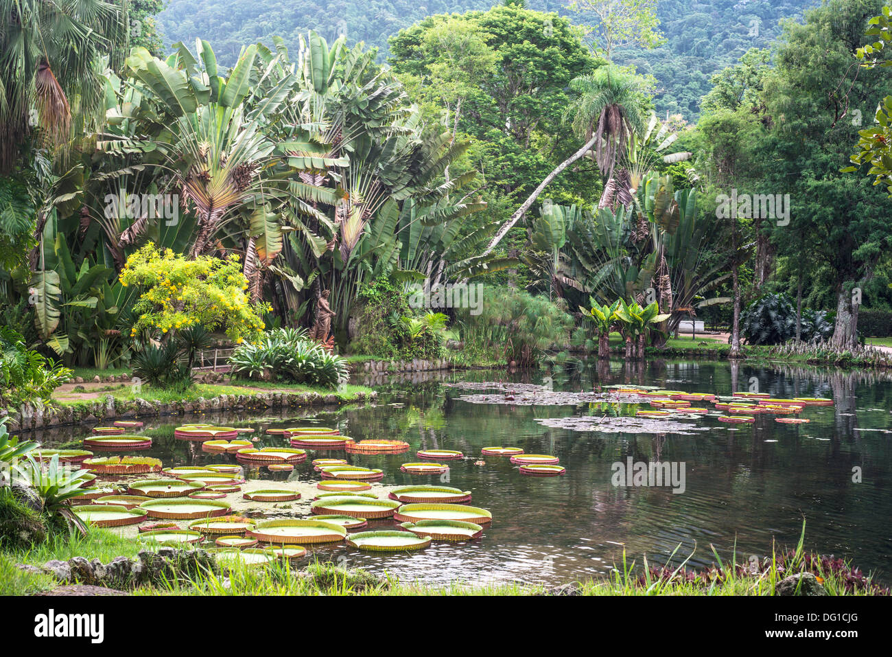 Victoria Regia - el lirio de agua más grande del mundo, el Jardín Botánico de Río de Janeiro, Brasil Foto de stock