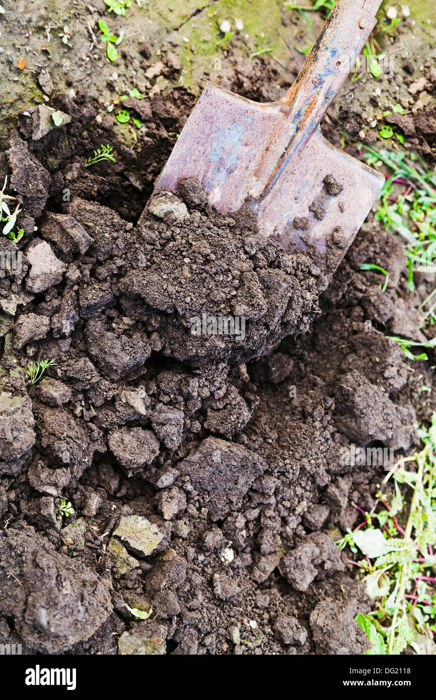 La excavación de semillero en el jardín con la bayoneta Foto de stock