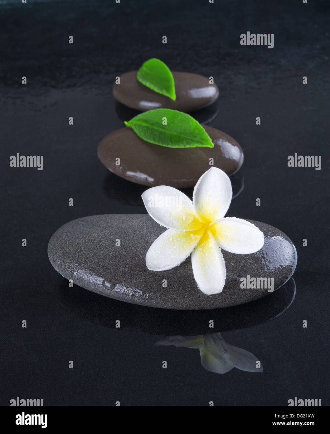Zen con piedras frangipani flor sobre fondo negro Foto de stock