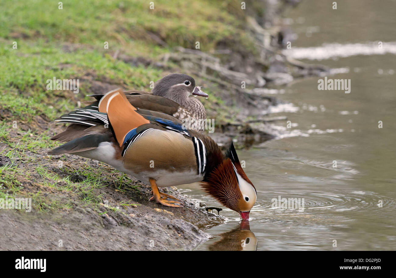 Macho De Pato Mandarin Aix Galericulata Con Menores De Edad Bebe Agua Al Lado De Un Arroyo La Primavera Uk Fotografia De Stock Alamy