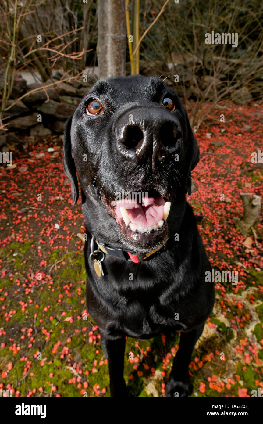 Labrador Retriever negro Foto de stock