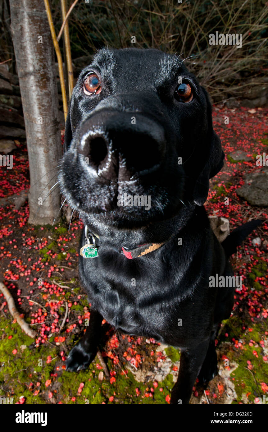 Labrador Retriever negro vertical Foto de stock