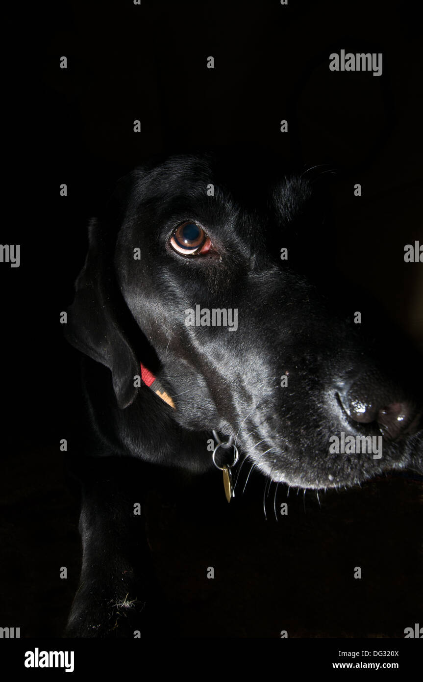 Labrador Retriever negro vertical Foto de stock