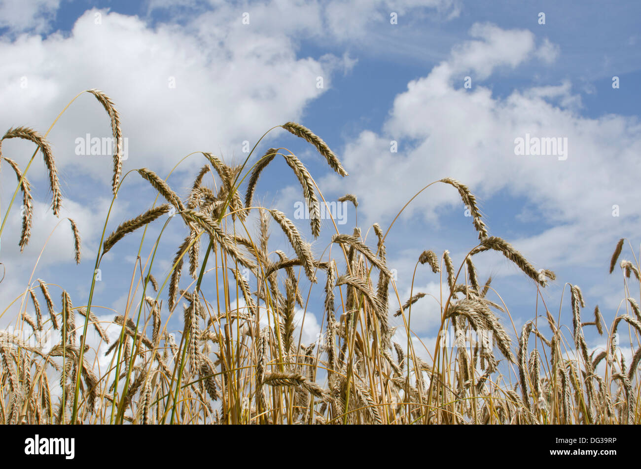 Cultivo de trigo en un campo Foto de stock