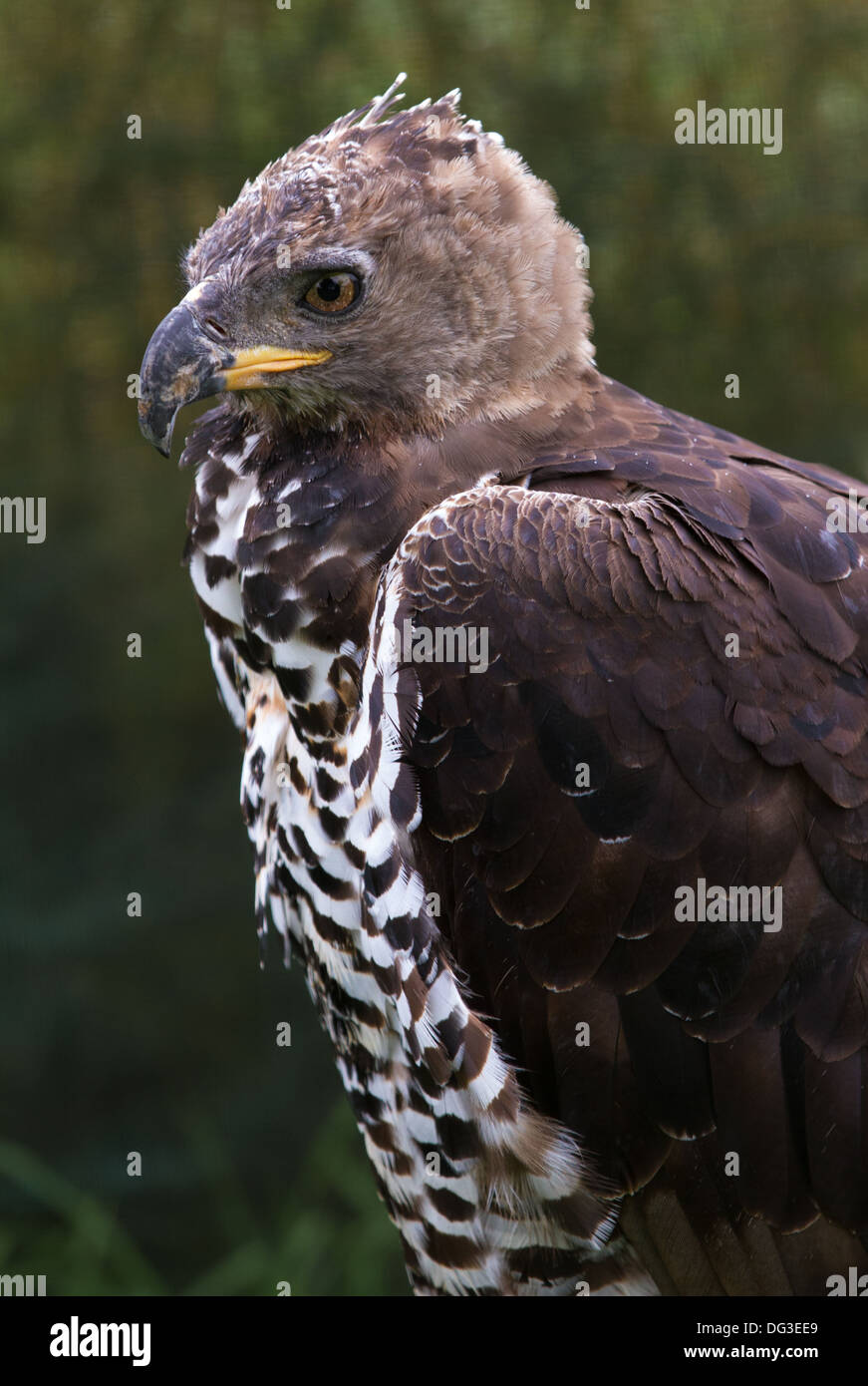 Águila Coronada Africana Fotos e Imágenes de stock Alamy