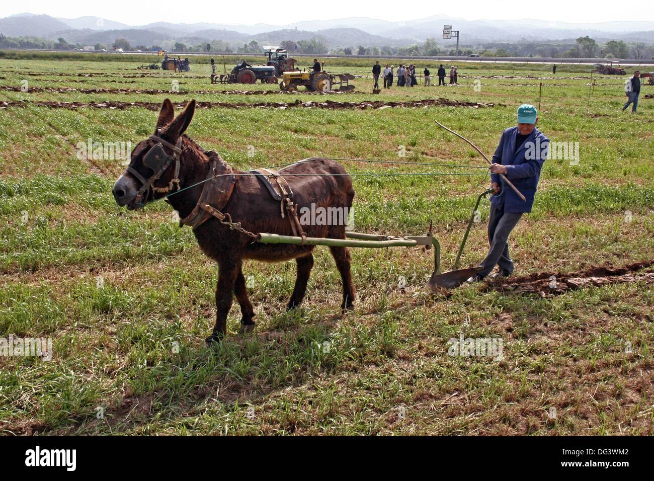 Burro con un arado, trabajo agrícola Fotografía de stock Alamy