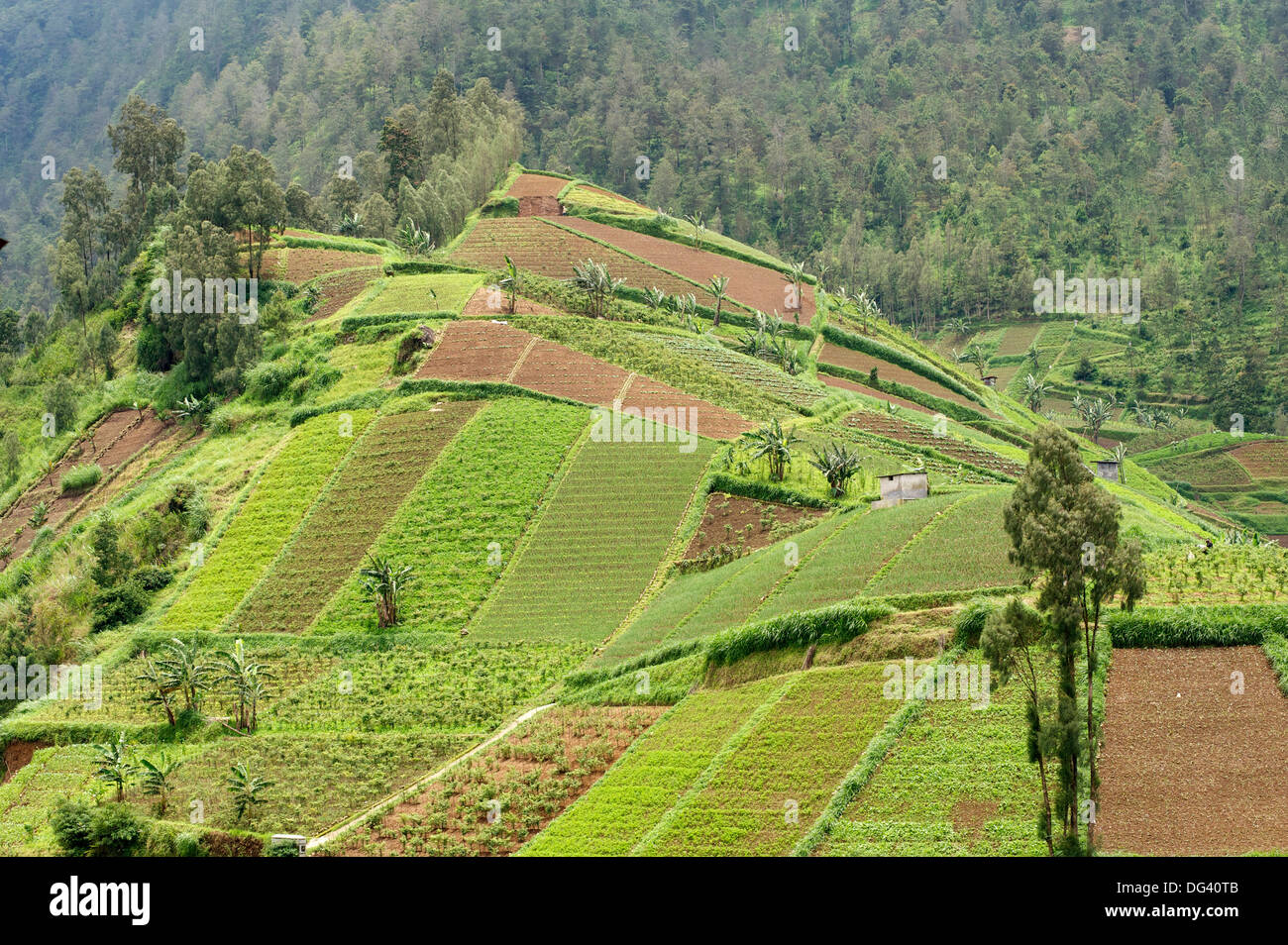 Colinas en Java central cubierto con minifundios el cultivo de hortalizas, mayor colinas boscosas en la distancia, Java, Indonesia Foto de stock