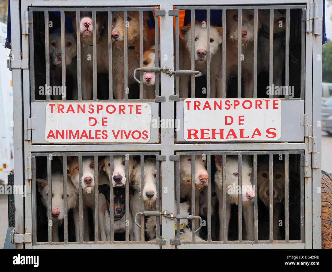 El transporte de perros de caza Fotografía de stock - Alamy