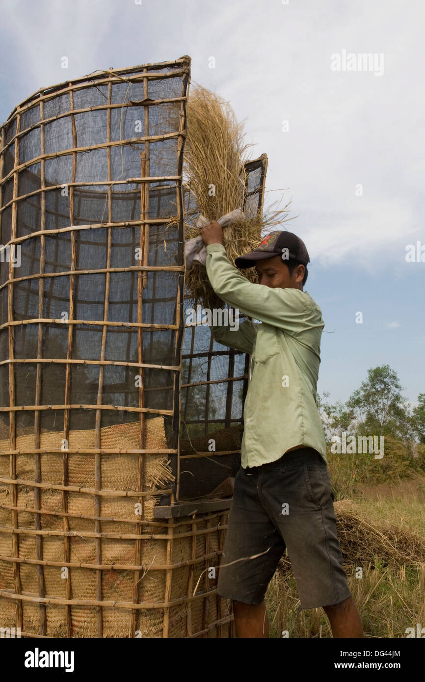 Trilla de arroz, Kep, Camboya, Indochina, en el sudeste de Asia, Asia Foto de stock